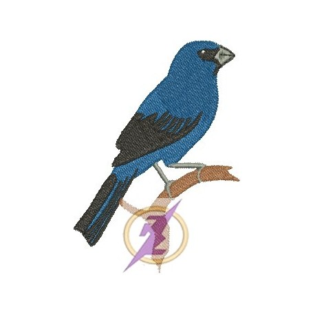 Pássaro Azul 04